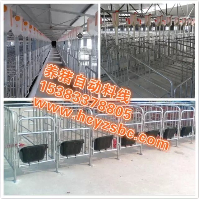 養(yǎng)豬自動喂料設(shè)備豬場自動化喂豬系統(tǒng)