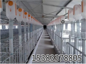 新建豬場喂料設備自動化料線設計安裝