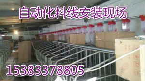 豬場安裝自動化喂料線設(shè)備