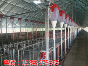 新建豬場自動化喂料設(shè)備