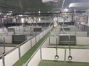 新型豬場自動喂料設備